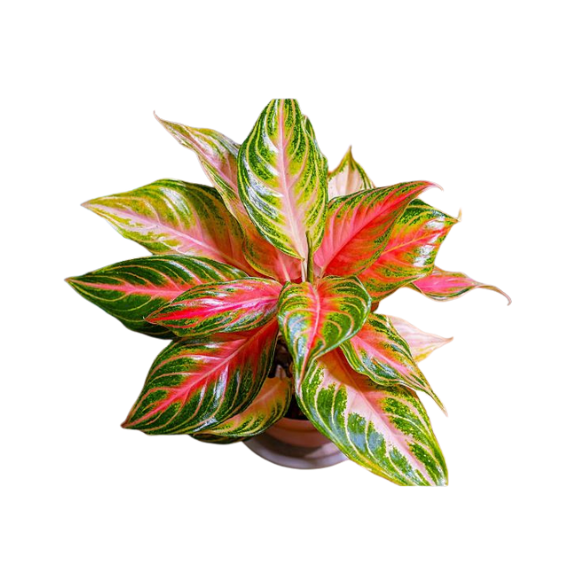 Aglaonema Pink
