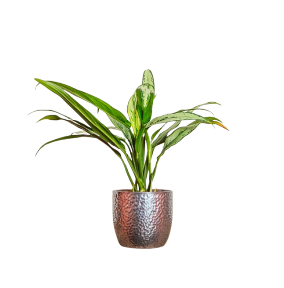 Aglaonema Sliver Queen