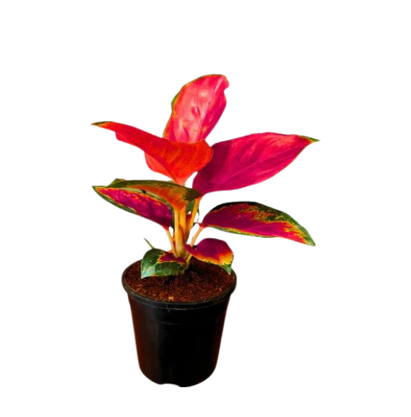 Aglaonema Red