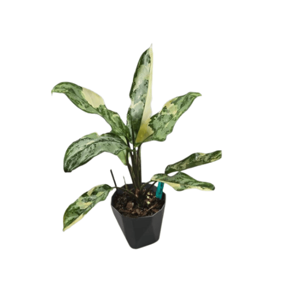 Aglaonema variegated