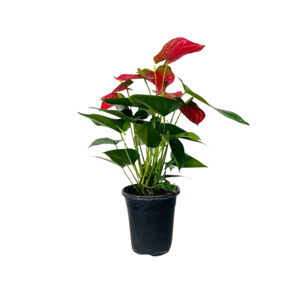 Anthurium