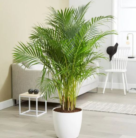 Areca palm - Image 2