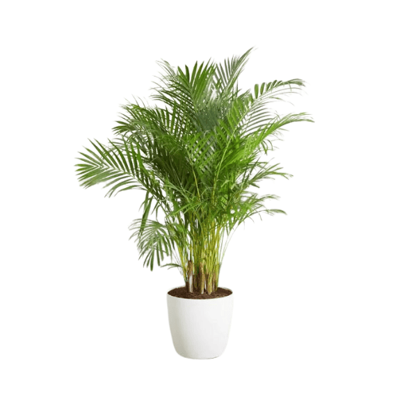 Areca palm