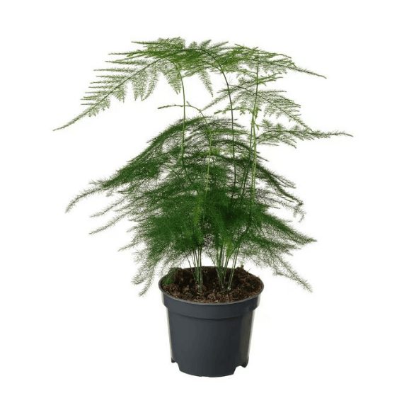 Asparagus Fern