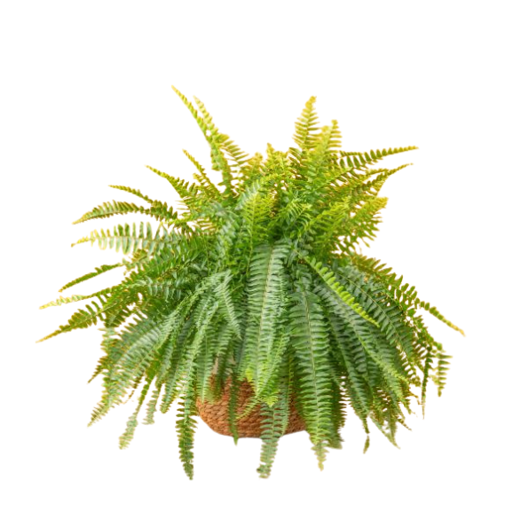 Boston fern
