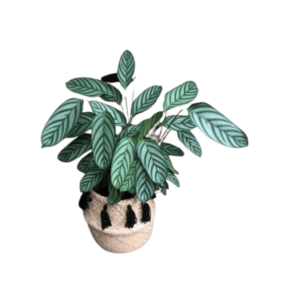 Calathea