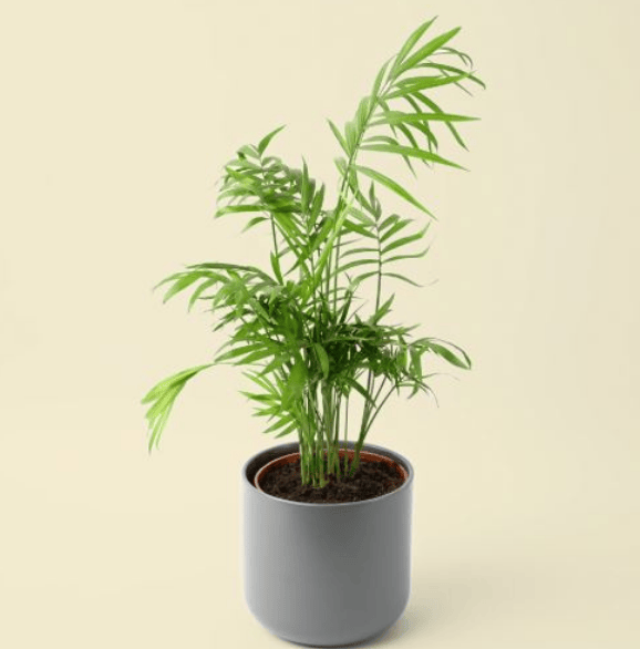 Chamaedorea - Image 2