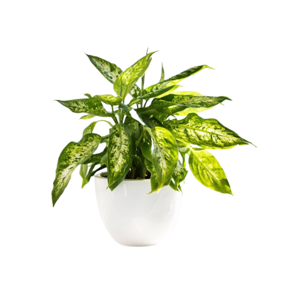 Dieffenbachia