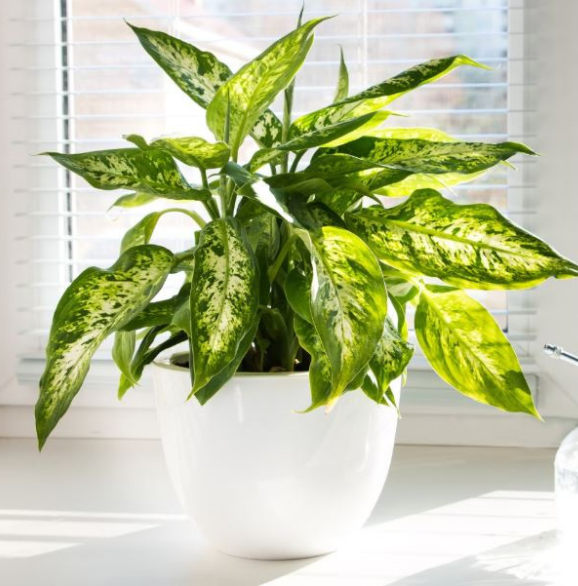 Dieffenbachia - Image 2