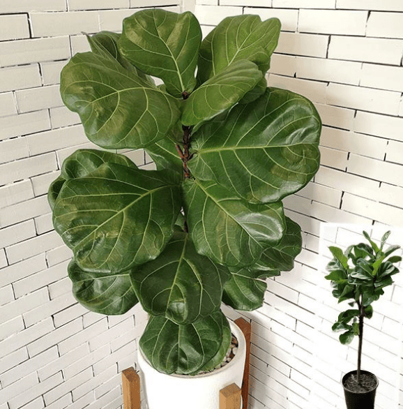 Ficus Lyrata - Image 2