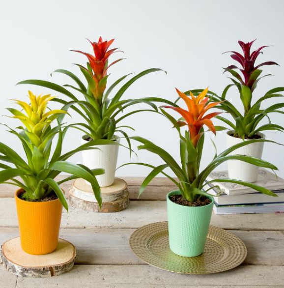 Guzmania Plant - Image 2