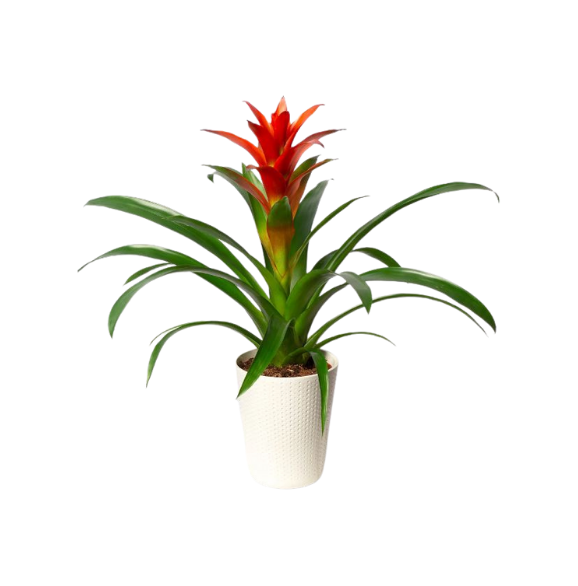 Guzmania Plant