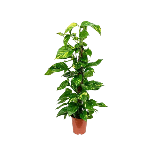 Money Plant green