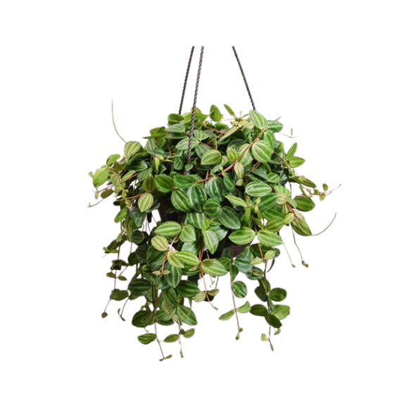 Peperomia Variegated