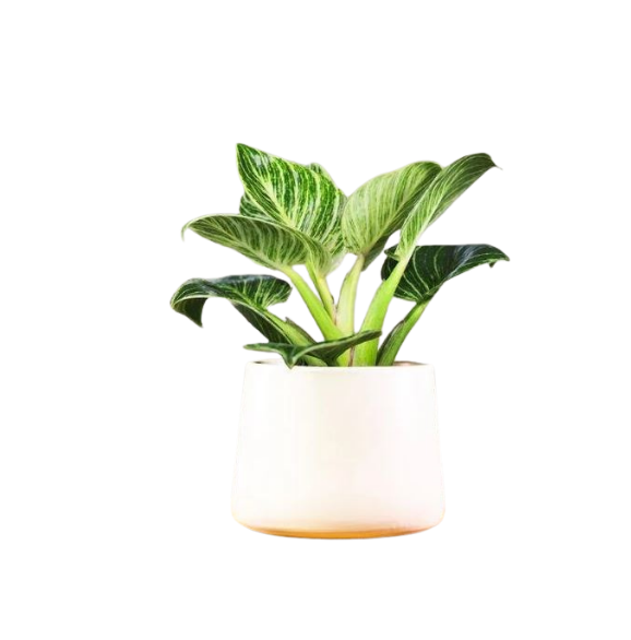 Philodendron Birkin
