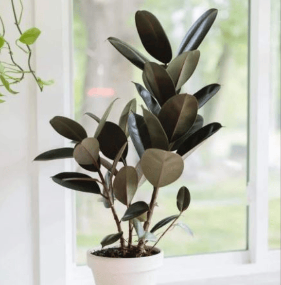 Rubber plants - Image 2