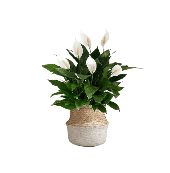 Spathiphyllum