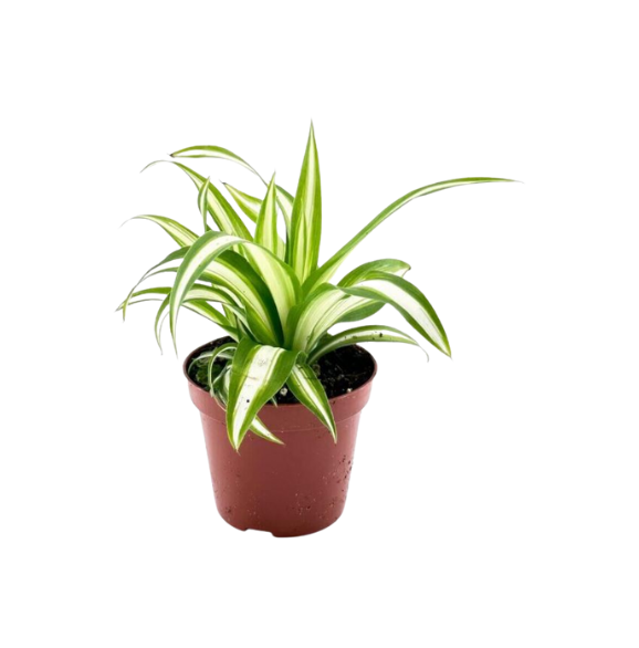 Spider Plant - Image 2