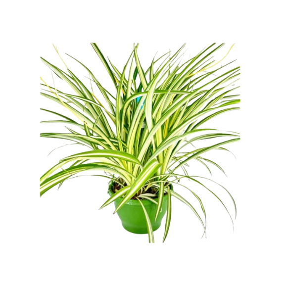 Spider Plant